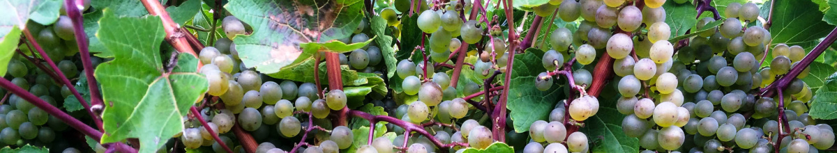 Grapes on the vine