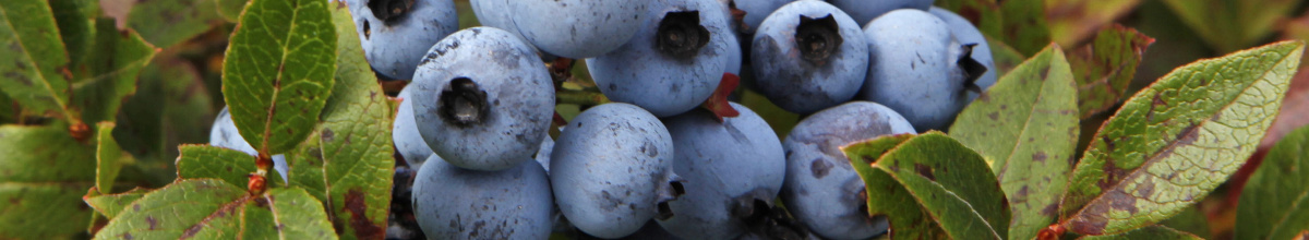 Blueberries